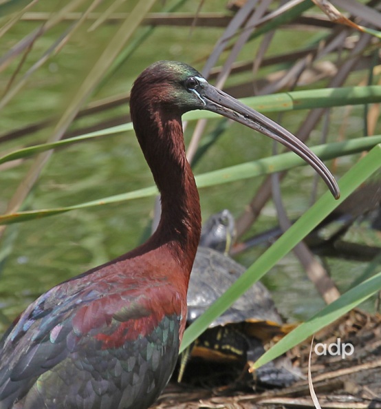 Glossy Ibis (Plegadis falcinellus) adult, Algarve,May 2012, Alan Prowse - IMG_1693qtws800c Glossy Ibis ad QL.jpg IMG_1693qtws800c Glossy Ibis ad QL.jpg
